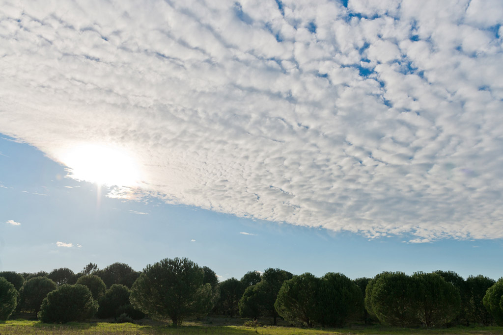 RSC y arquitectura: Plantar árboles para compensar el impacto en el medio ambiente