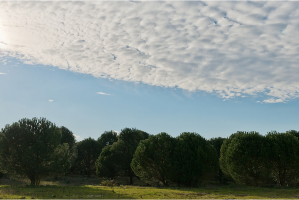 COMPAC has a reforestation programme in Portugal