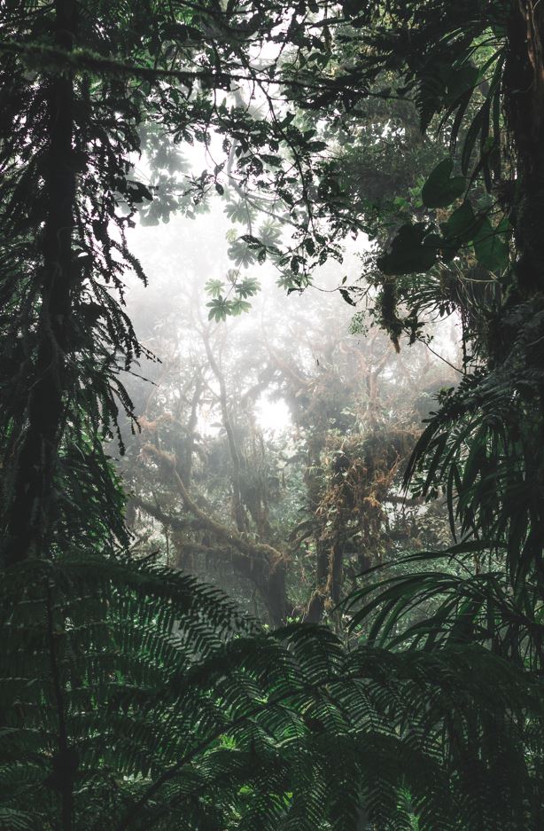 Image 4 Jungle / Photo by Jan Kronies in Unsplash